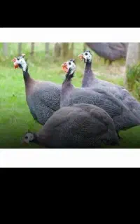مرغ شاخدار