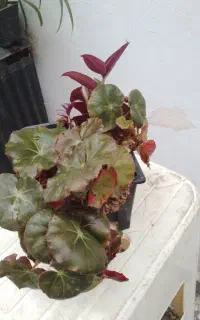 گل مرداب