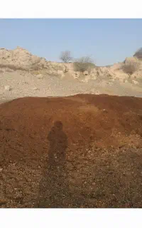 کود  گوسفند