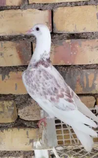 فروش کبوتر