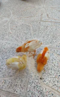 جوجه رنگی