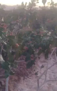 فروش ملک کشاورزی