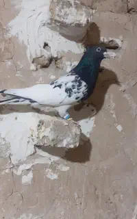 باسلام خدمت عشقبازان