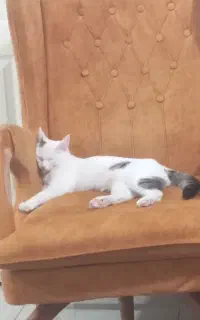 گربه