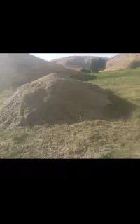 همه گیاه