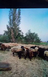 بره نر قوچی  و بره ماده اصیل شال