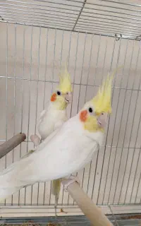 عروس هلندی