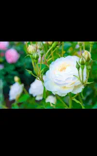۸۸عدد گل رز قیمت 28