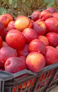 شلیل شیرین در دو اندازه