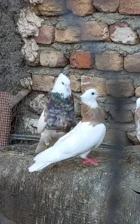 یه جفت کبوترطوقی