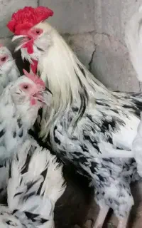 تخم نطفه‌دار گلین