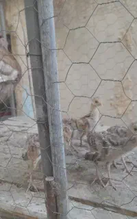 بوقلمون با جوجه