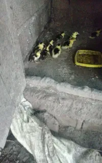 اردک ژاپنی