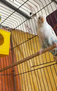 مرغ عشق