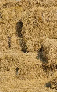 علوفه  باغی