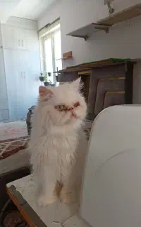 پرشین سوپرفلت چشم ابی ماده