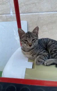 گربه گمشده