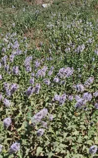 نعنا گلدار