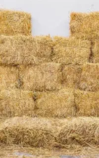 پرس کاه به تعداد ۹۰۰ عدد تازه