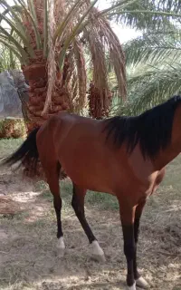 اسب گم شده اگر کسی دید مژدگانی داره