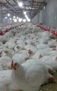 دنبال کار مرغداری هستم