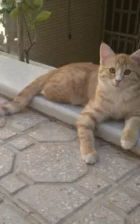 واگذاری یک جفت بچه گربه خانگی