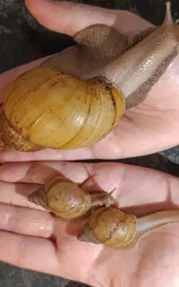 حلزون اچاتینا برای پوست