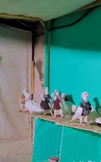 طوقی آس کرمانشاهی همه رنگ و نسل