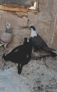 گفتر رنگی