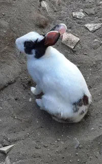 خرگوش