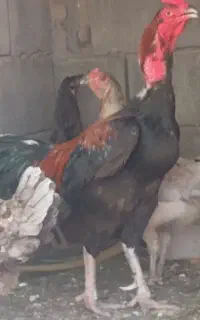 خروس لاری اصل