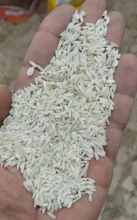 برنج هاشمی دودی