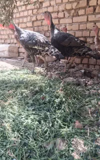 بوقلمون نر ماده