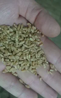 گندم و کود