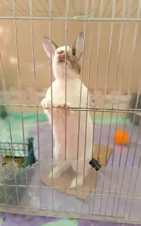 خرگوش بالغ 9 ماهه پسر