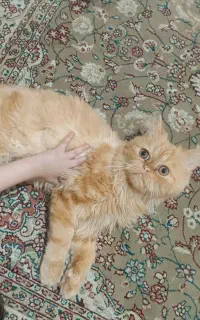 گربه پرشین