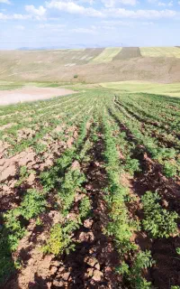 نیازمندچنددسته کارگر  برای چیدن نخود 150 هکتارنخود