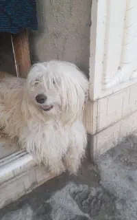 سگ اشبیتز بسیار باهوش و گوش به حرف