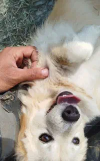 سگ پاکوتاه نژاد گلدن رتریور