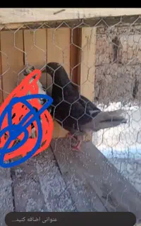 کفتر گمشده