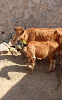 گاو با گوساله نر محلی شکم دوم