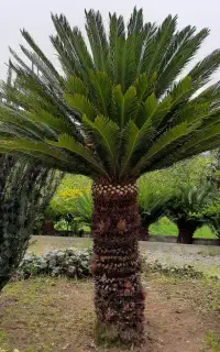 سیکاس با ارتفاع یک و نیم