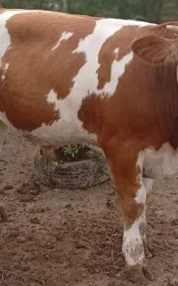سیمینتال ماده