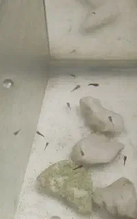 بچه گوپی  پلاتی ، دم شمشیری ۶۰ تا قاطی