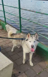 سگ هاسکی اصل