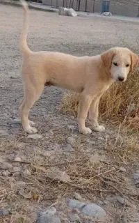 سگ پاکوتاه