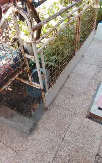 جنگلی