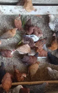 جوجه محلی گردن لخت،ساده،اردک اسراییلی و ساده