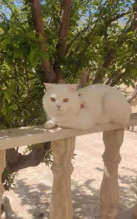 گربه نژاد دار اصل بریتیش کد12