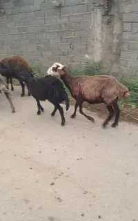 گوسفند بره دار
